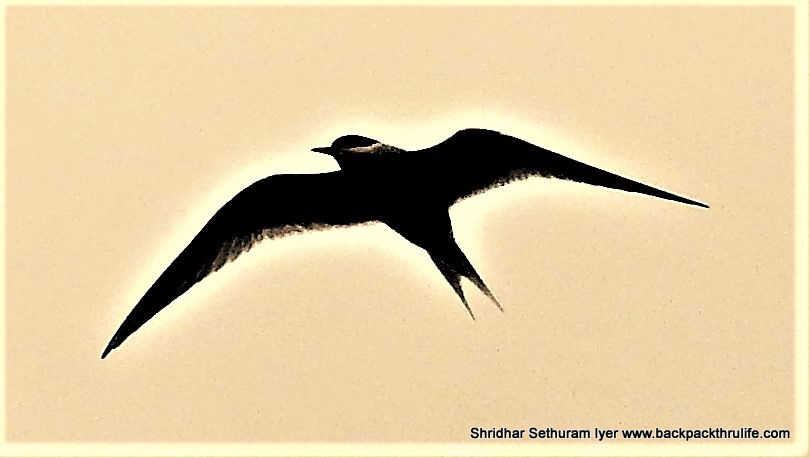 Photo of Antarctica by Shridhar Sethuram Iyer