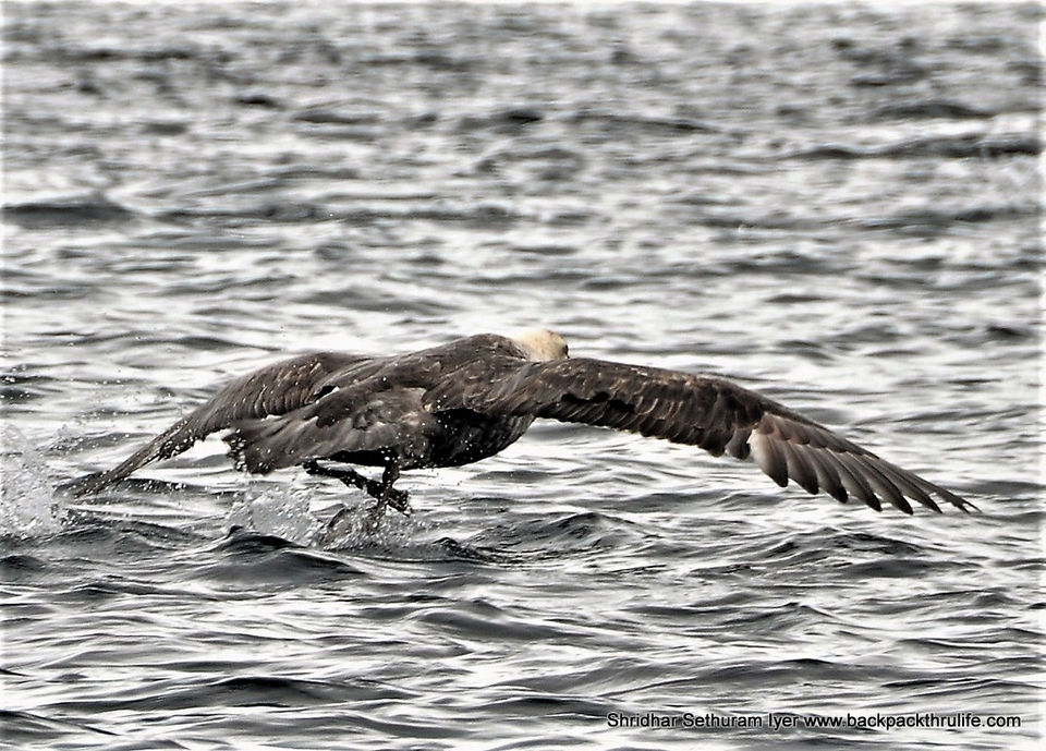 Photo of Antarctica by Shridhar Sethuram Iyer