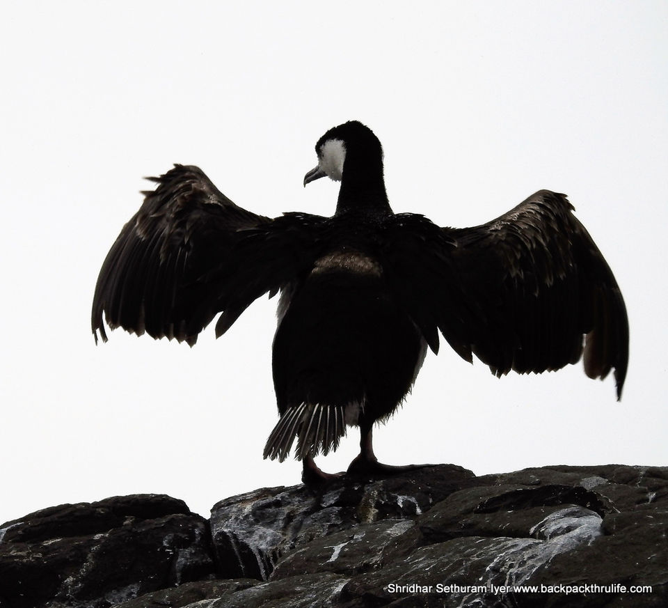 Photo of Antarctica by Shridhar Sethuram Iyer