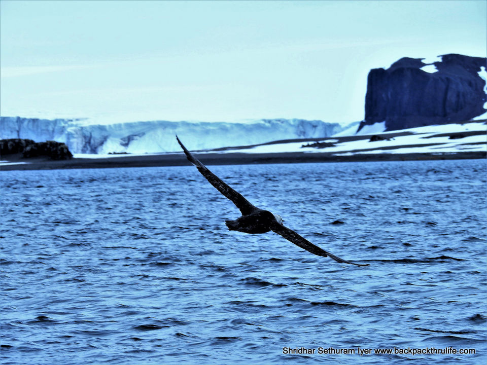 Photo of Antarctica by Shridhar Sethuram Iyer