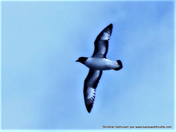 Photo of Antarctica by Shridhar Sethuram Iyer