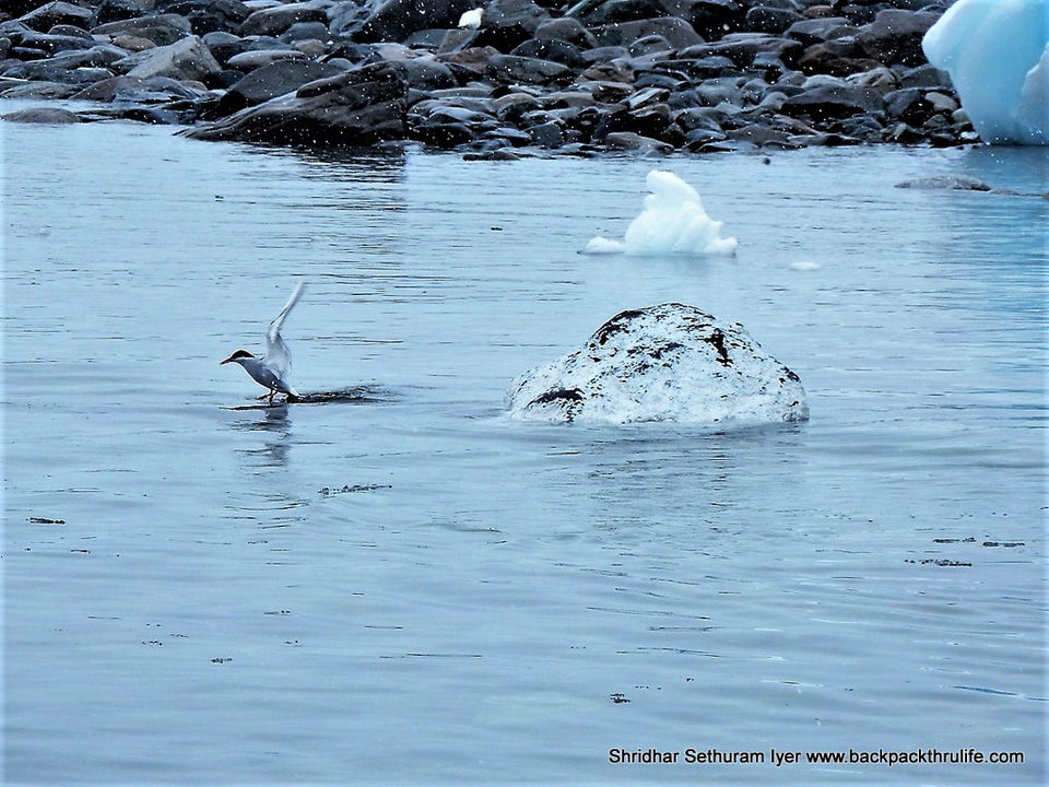 Photo of Antarctica by Shridhar Sethuram Iyer