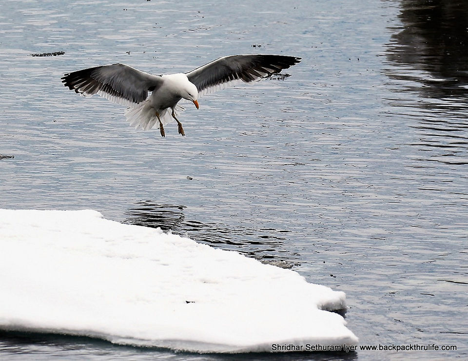 Photo of Antarctica by Shridhar Sethuram Iyer
