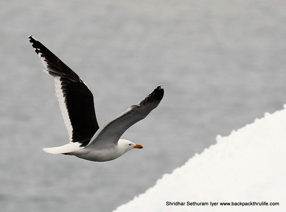 Photo of Antarctica by Shridhar Sethuram Iyer