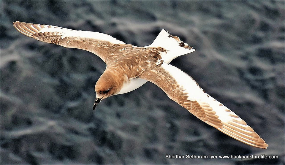 Photo of Antarctica by Shridhar Sethuram Iyer