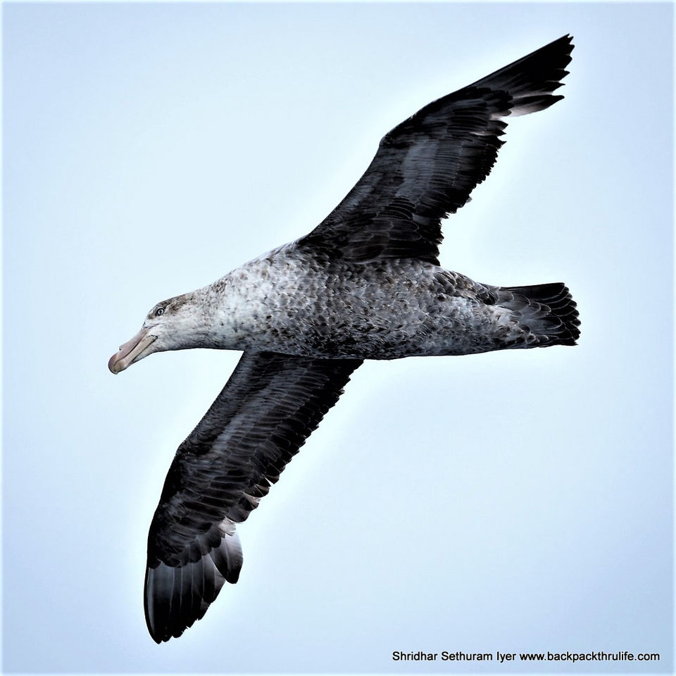 Photo of Antarctica by Shridhar Sethuram Iyer