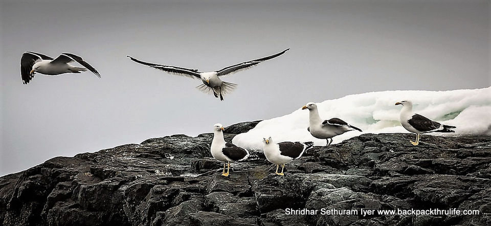 Photo of Antarctica by Shridhar Sethuram Iyer