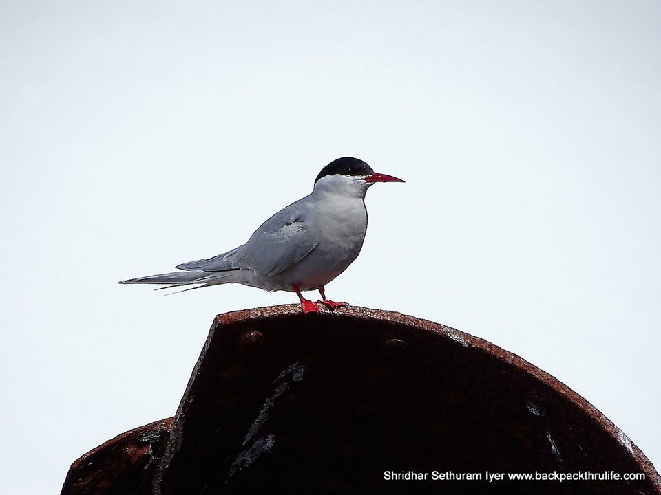 Photo of Antarctica by Shridhar Sethuram Iyer