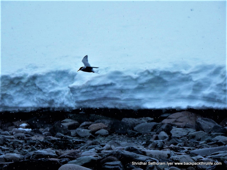 Photo of Antarctica by Shridhar Sethuram Iyer