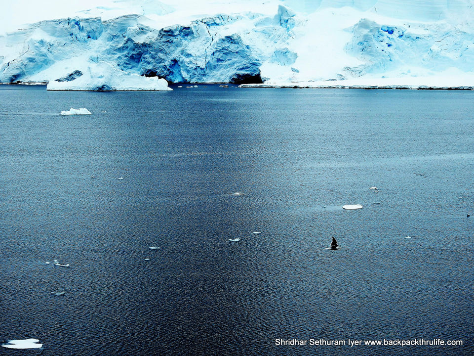 Photo of Antarctica by Shridhar Sethuram Iyer