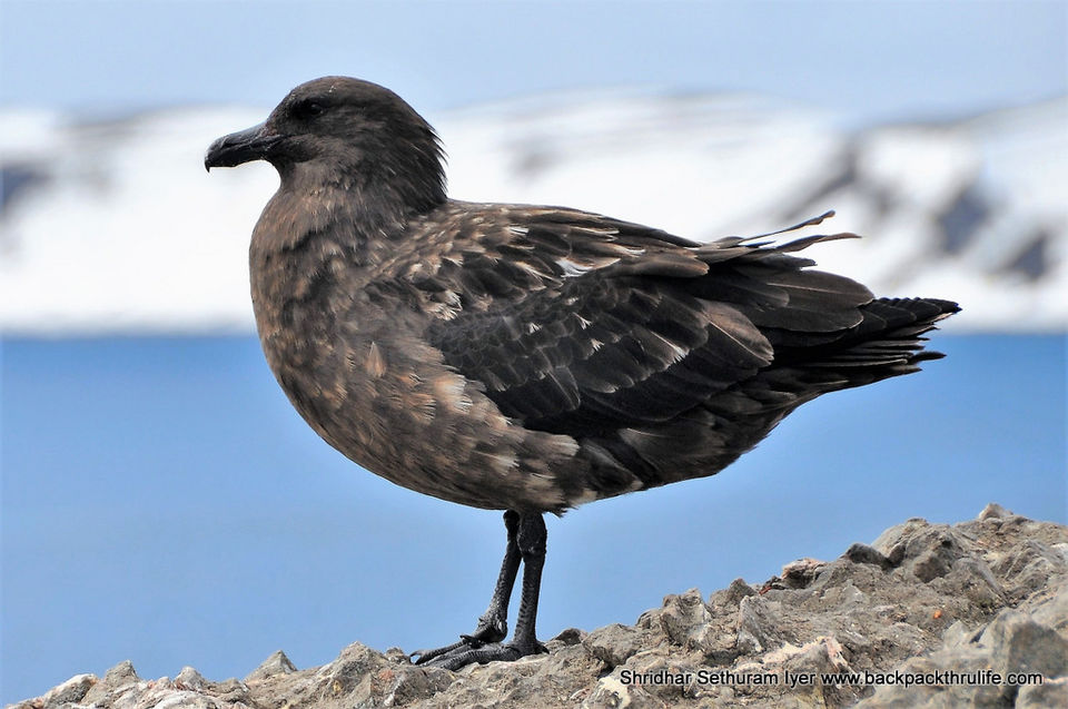 Photo of Antarctica by Shridhar Sethuram Iyer