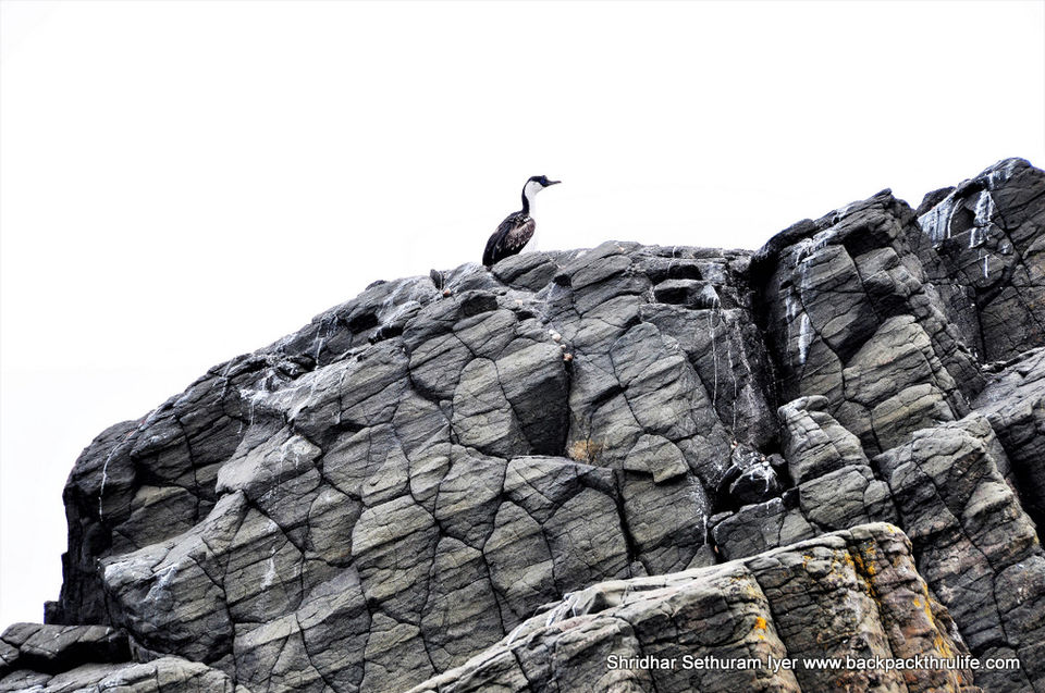Photo of Antarctica by Shridhar Sethuram Iyer
