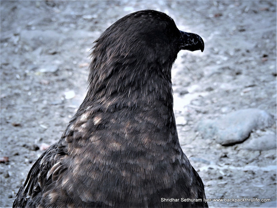 Photo of Antarctica by Shridhar Sethuram Iyer