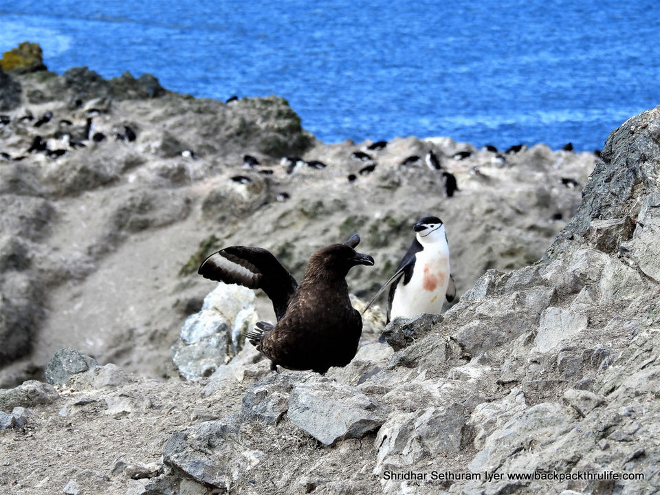 Photo of Antarctica by Shridhar Sethuram Iyer