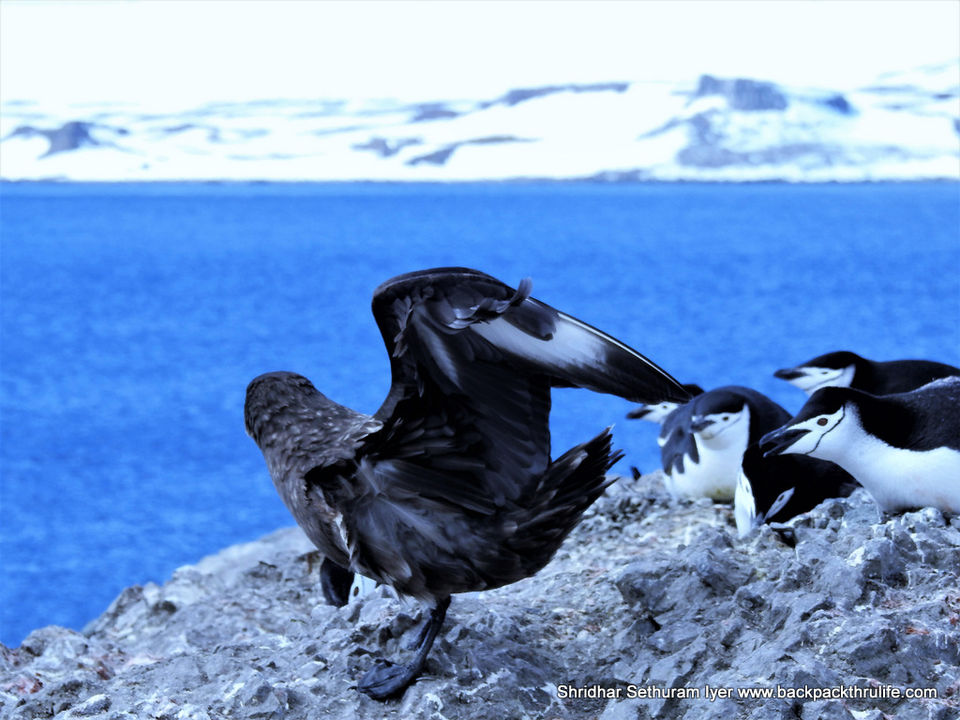 Photo of Antarctica by Shridhar Sethuram Iyer