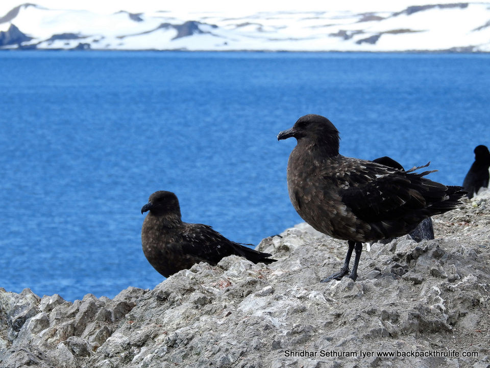 Photo of Antarctica by Shridhar Sethuram Iyer