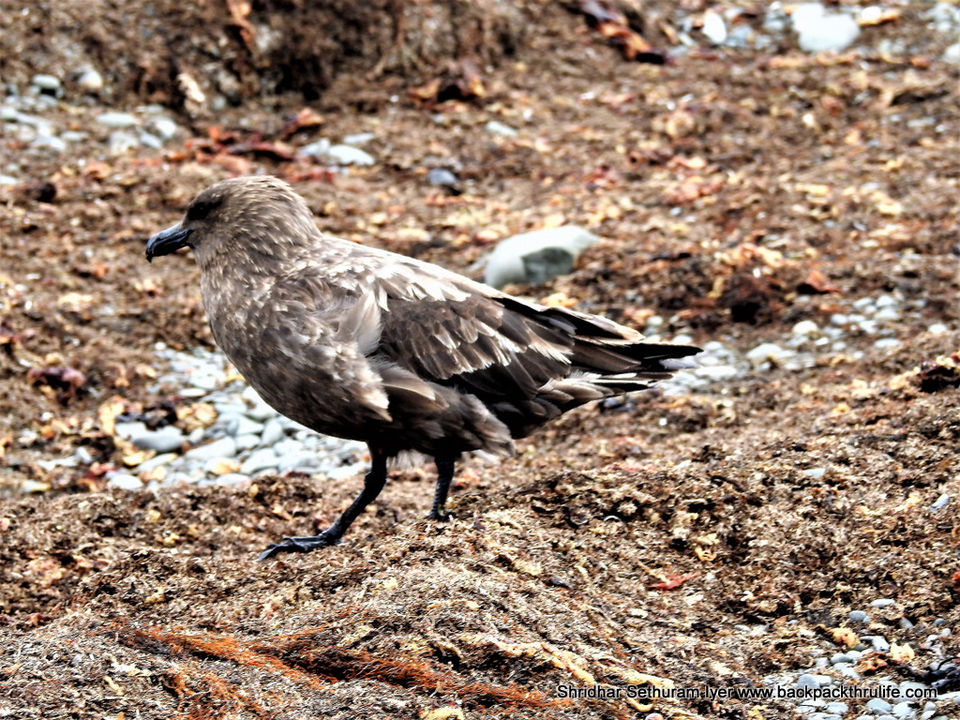 Photo of Antarctica by Shridhar Sethuram Iyer