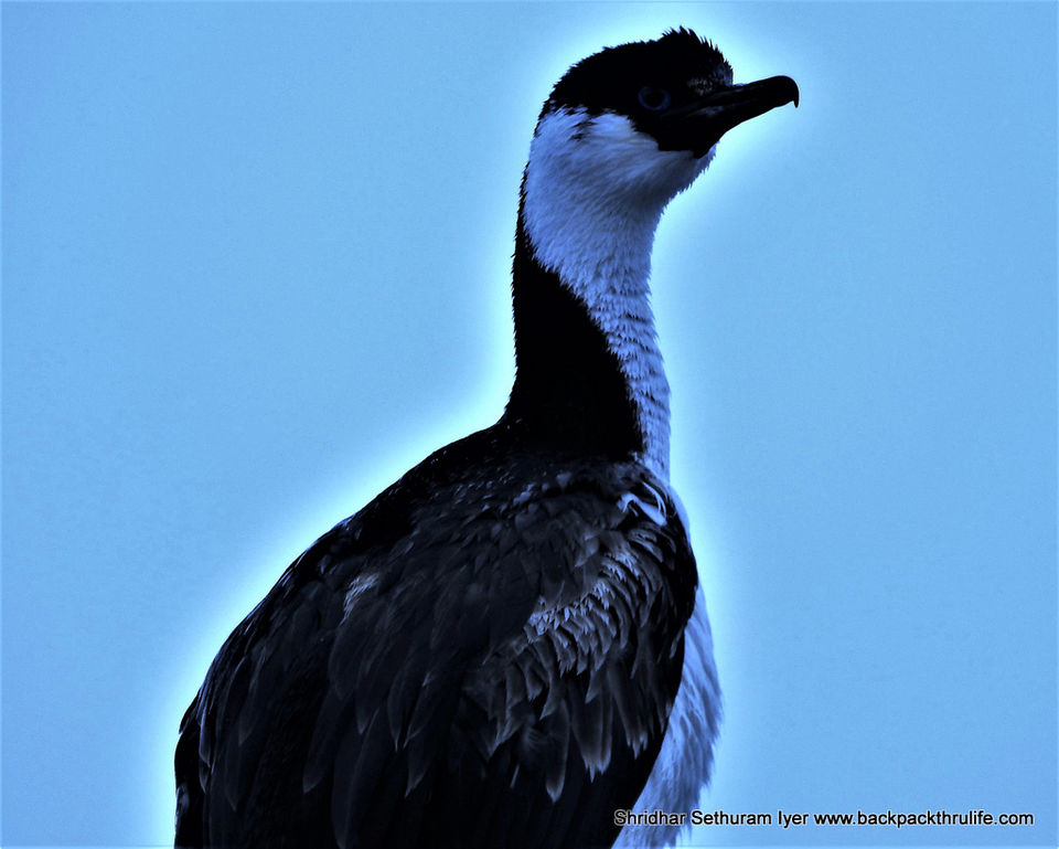 Photo of Antarctica by Shridhar Sethuram Iyer