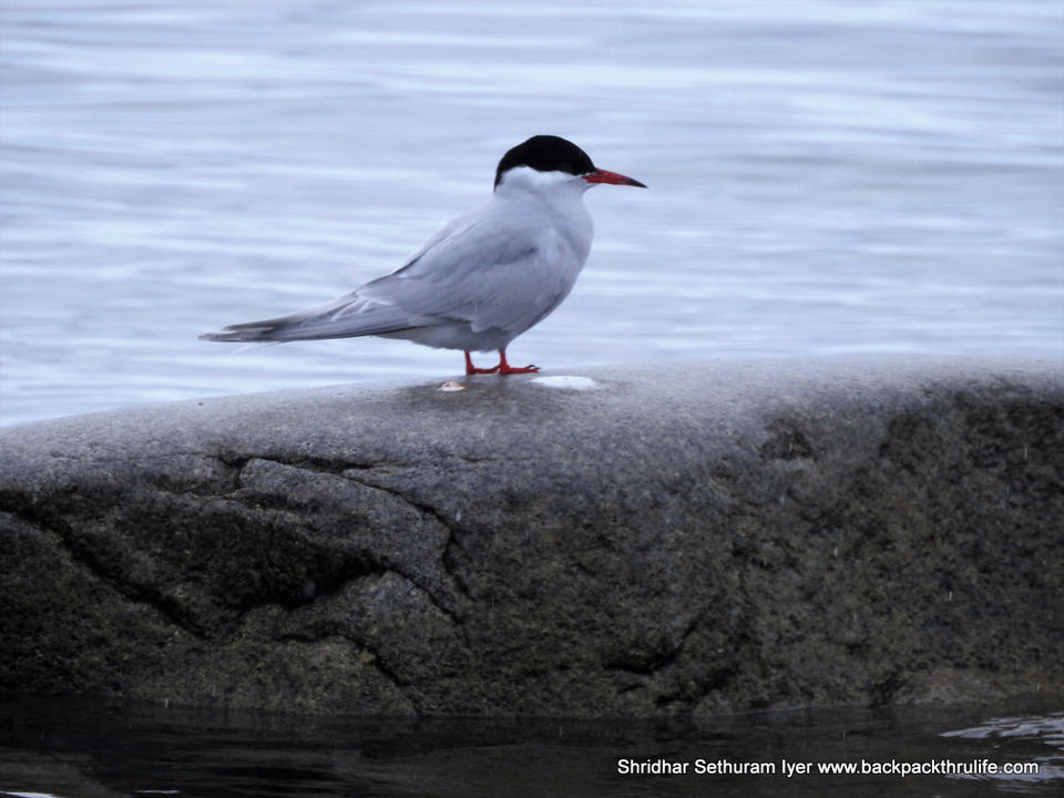 Photo of Antarctica by Shridhar Sethuram Iyer