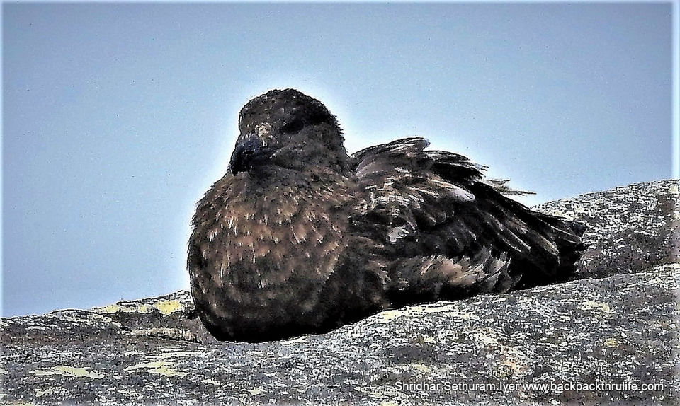 Photo of Antarctica by Shridhar Sethuram Iyer