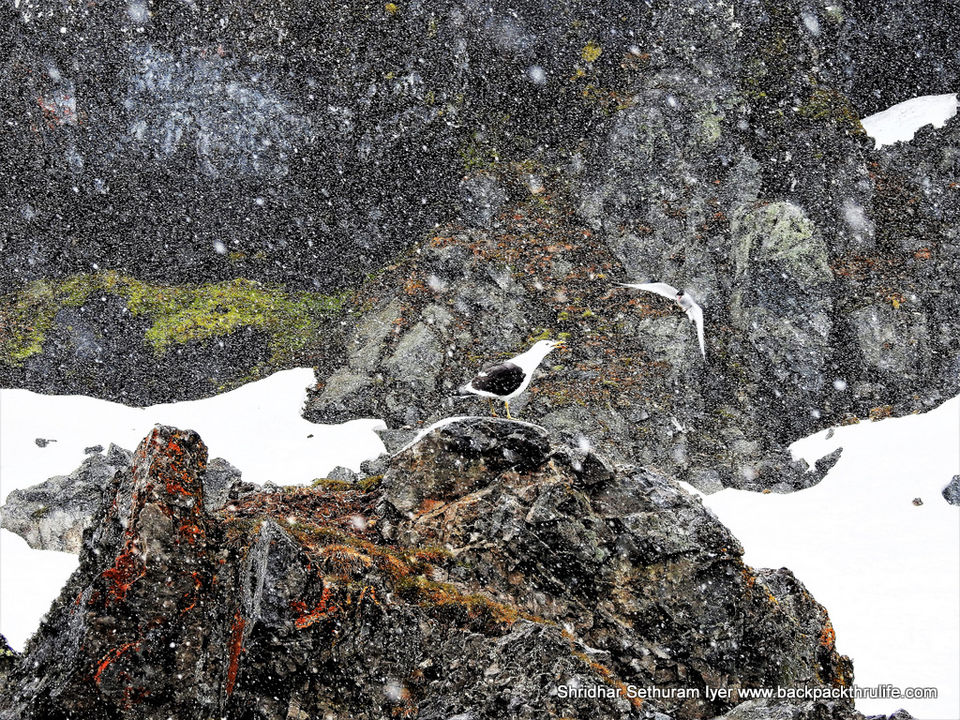 Photo of Antarctica by Shridhar Sethuram Iyer