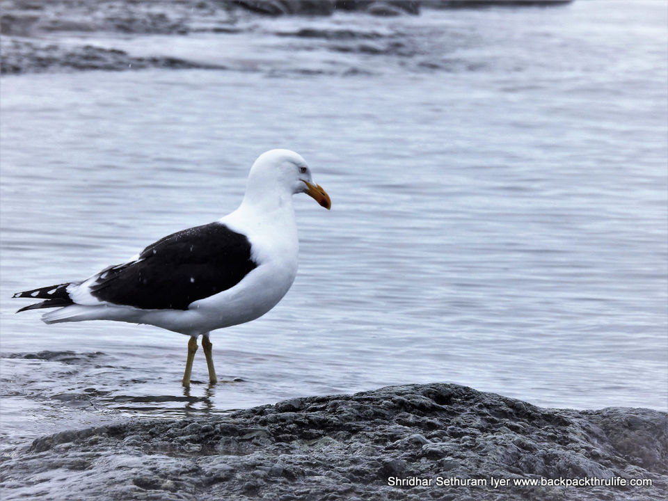 Photo of Antarctica by Shridhar Sethuram Iyer
