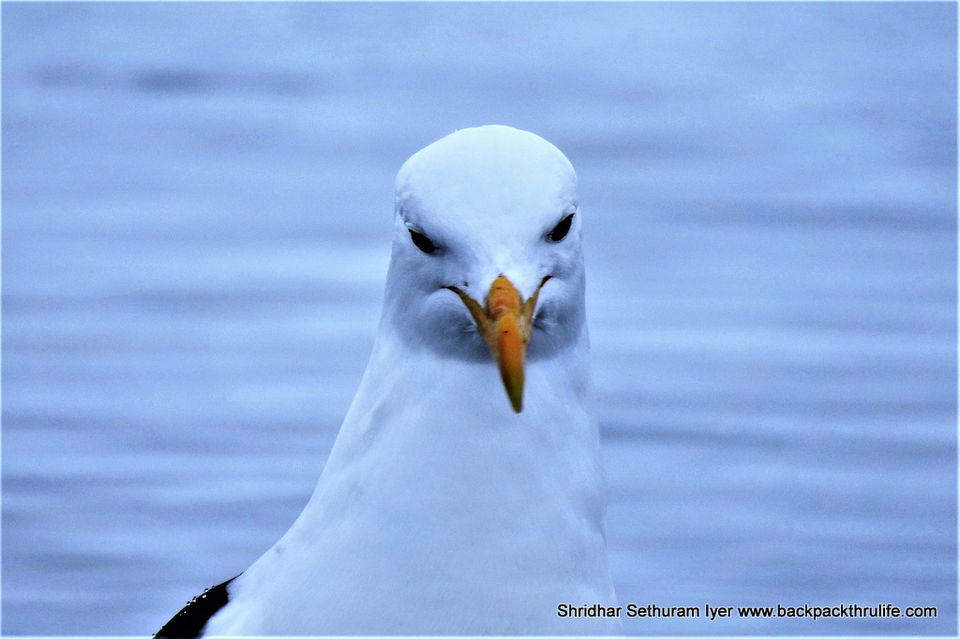 Photo of Antarctica by Shridhar Sethuram Iyer