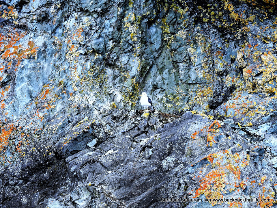 Photo of Antarctica by Shridhar Sethuram Iyer