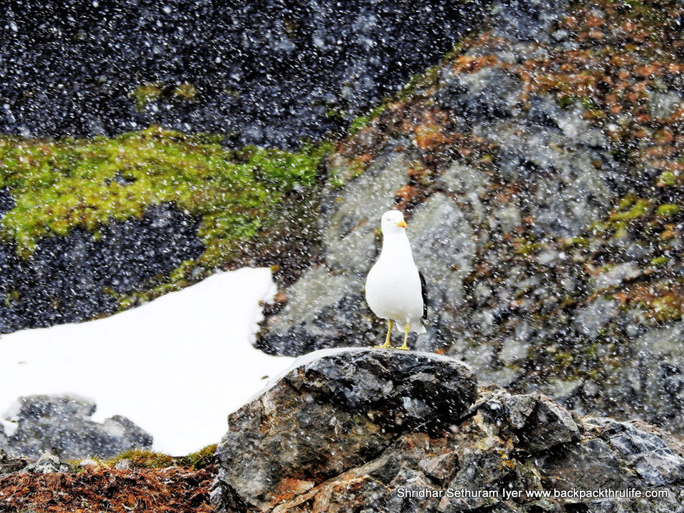 Photo of Antarctica by Shridhar Sethuram Iyer