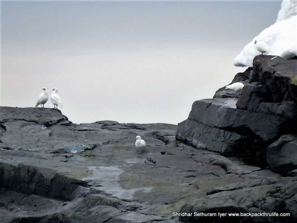 Photo of Antarctica by Shridhar Sethuram Iyer