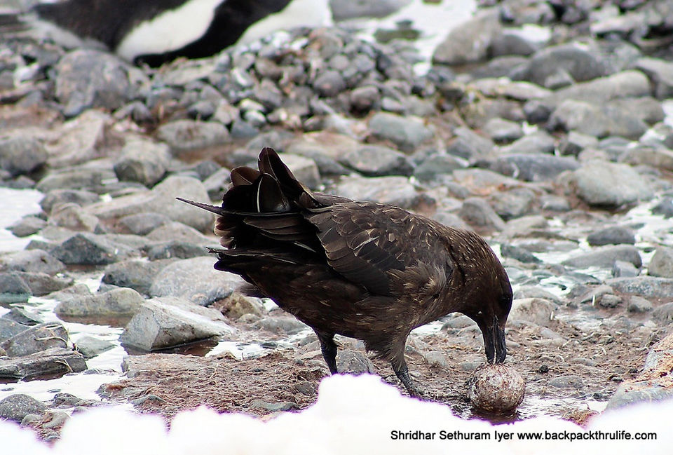 Photo of Antarctica by Shridhar Sethuram Iyer