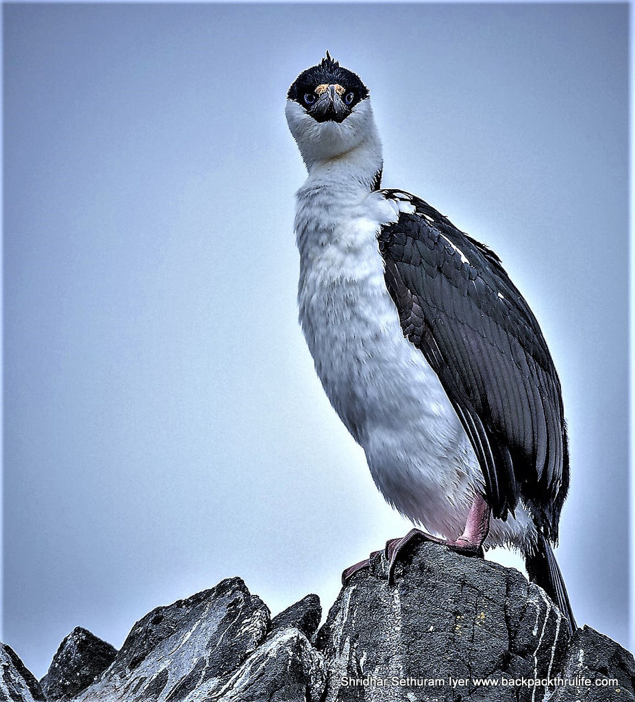 Photo of Antarctica by Shridhar Sethuram Iyer