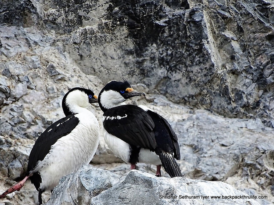 Photo of Antarctica by Shridhar Sethuram Iyer