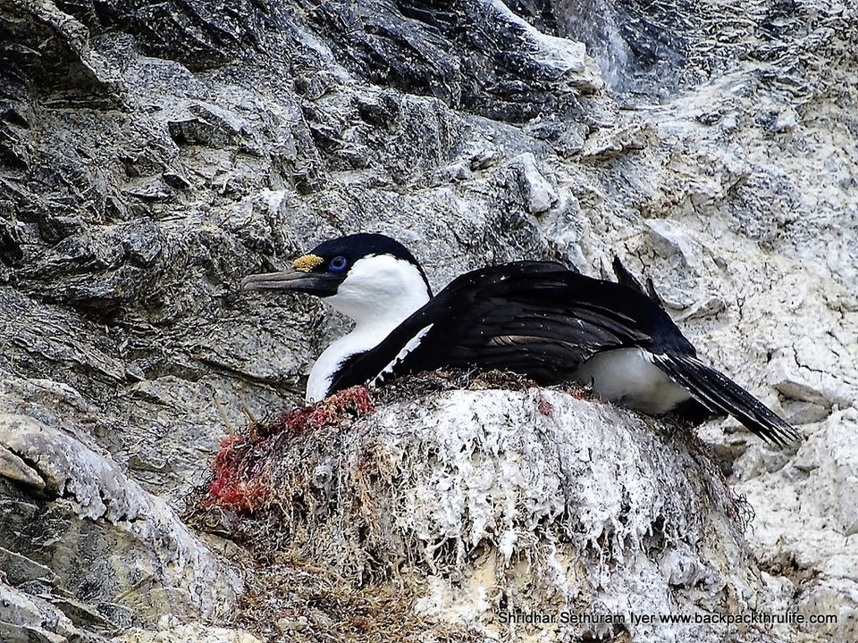 Photo of Antarctica by Shridhar Sethuram Iyer