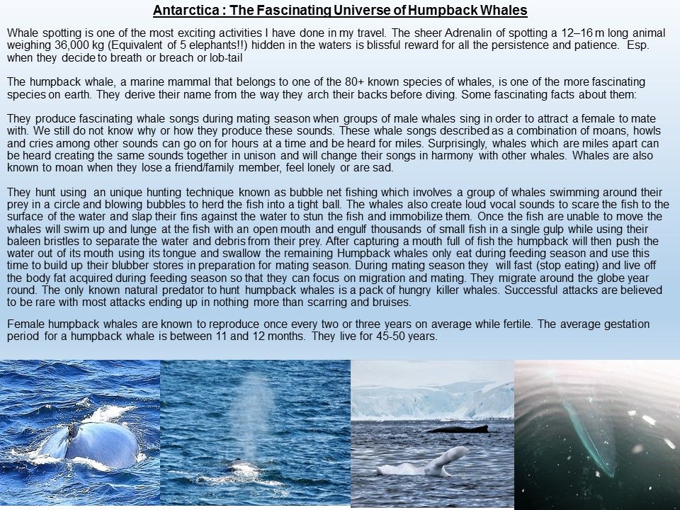 Photo of Antarctica :The Fascinating Universe of Humpback Whales By Shridhar Sethuram Iyer