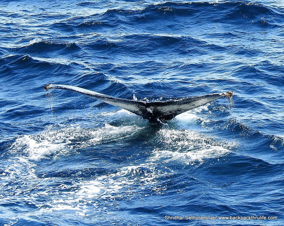 Photo of Antarctica :The Fascinating Universe of Humpback Whales By Shridhar Sethuram Iyer