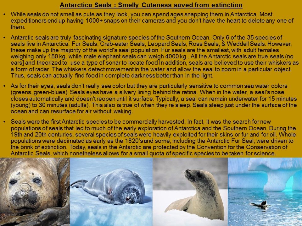 Photo of Antarctic Seal:Smelly Cuteness saved from extinction 1/182 by Shridhar Sethuram Iyer