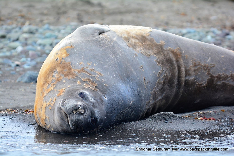 Photo of Antarctic Seal:Smelly Cuteness saved from extinction 3/182 by Shridhar Sethuram Iyer