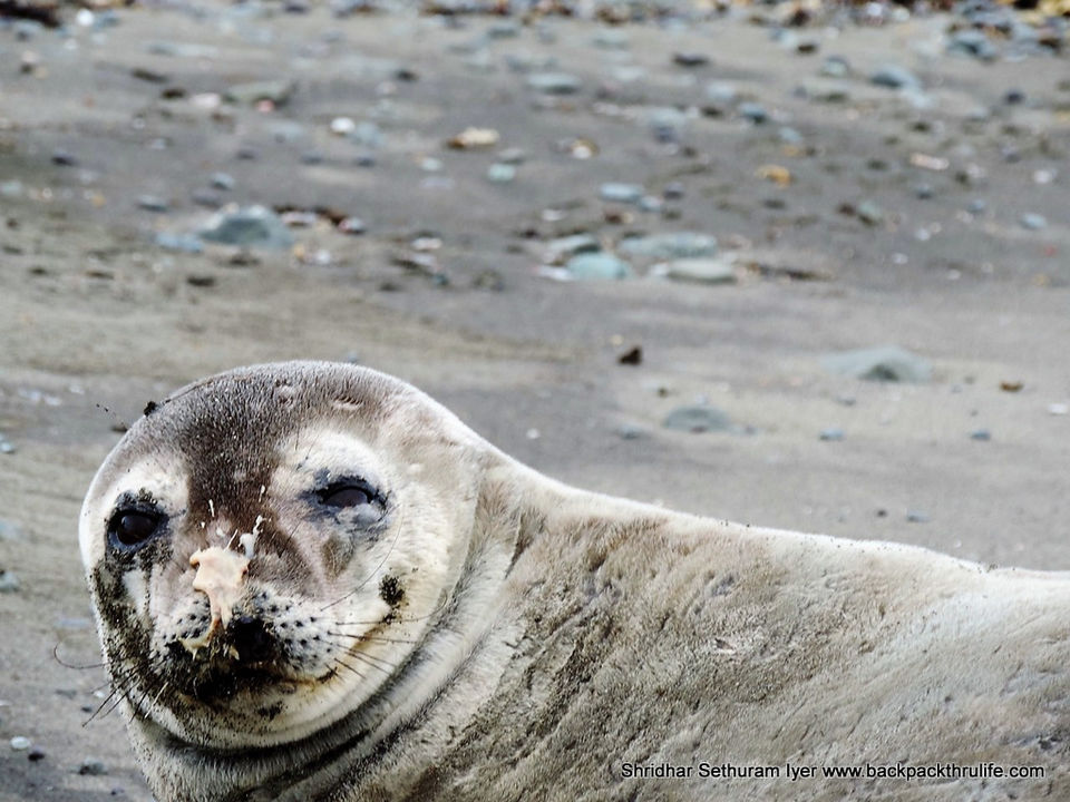 Photo of Antarctic Seal:Smelly Cuteness saved from extinction 4/182 by Shridhar Sethuram Iyer