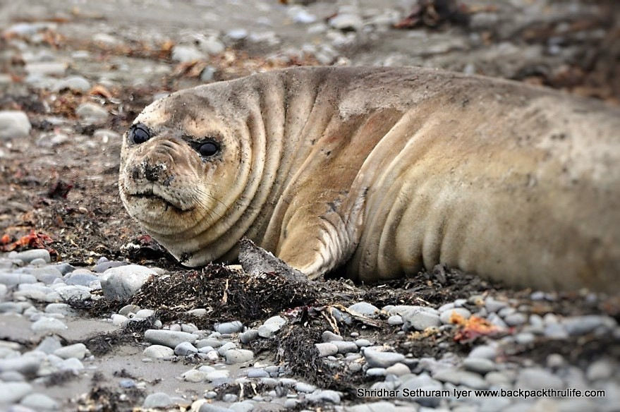 Photo of Antarctic Seal:Smelly Cuteness saved from extinction 9/182 by Shridhar Sethuram Iyer