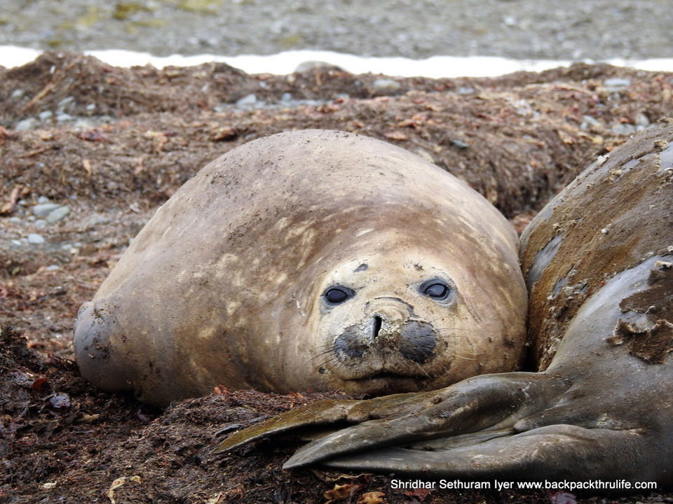Photo of Antarctic Seal:Smelly Cuteness saved from extinction 6/182 by Shridhar Sethuram Iyer