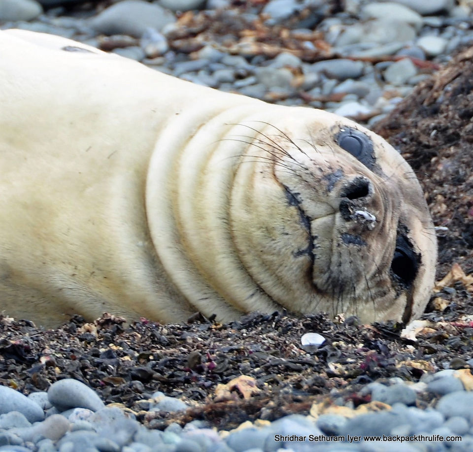 Photo of Antarctic Seal:Smelly Cuteness saved from extinction 10/182 by Shridhar Sethuram Iyer