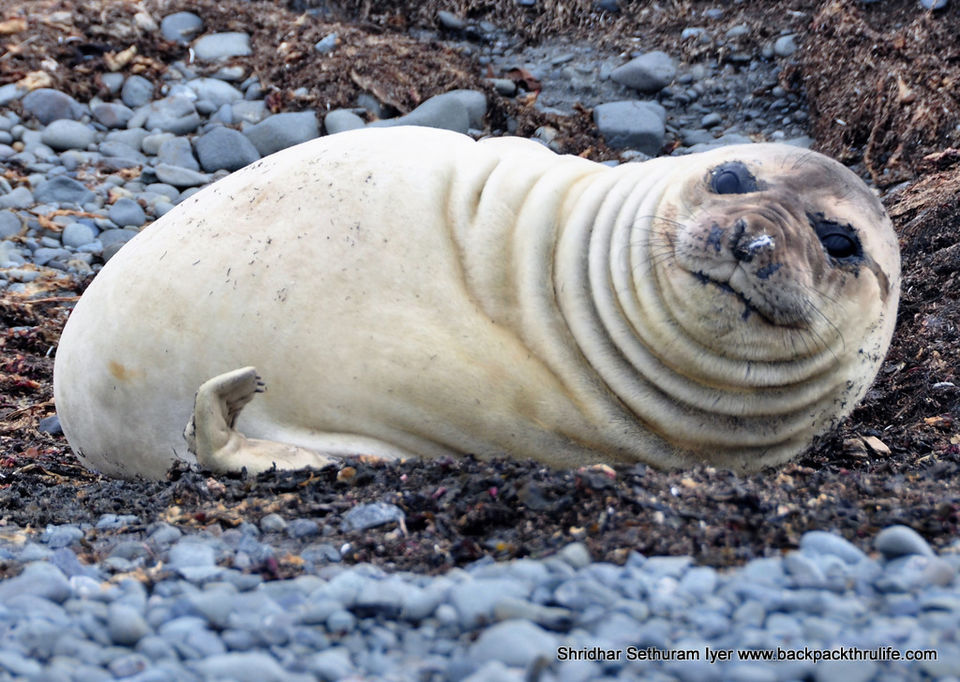 Photo of Antarctic Seal:Smelly Cuteness saved from extinction 11/182 by Shridhar Sethuram Iyer