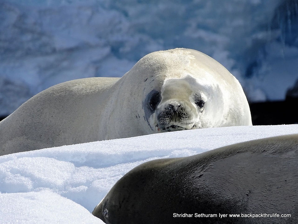 Photo of Antarctic Seal:Smelly Cuteness saved from extinction 12/182 by Shridhar Sethuram Iyer