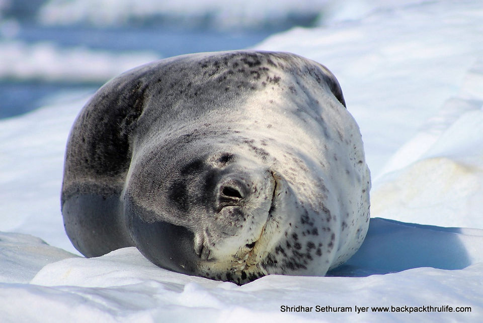 Photo of Antarctic Seal:Smelly Cuteness saved from extinction 13/182 by Shridhar Sethuram Iyer