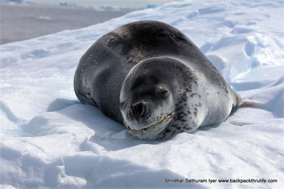 Photo of Antarctic Seal:Smelly Cuteness saved from extinction 14/182 by Shridhar Sethuram Iyer
