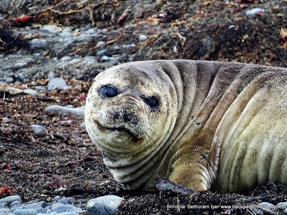 Photo of Antarctic Seal:Smelly Cuteness saved from extinction 2/182 by Shridhar Sethuram Iyer
