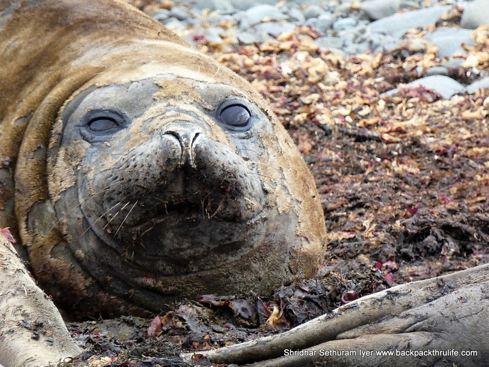 Photo of Antarctic Seal:Smelly Cuteness saved from extinction 5/182 by Shridhar Sethuram Iyer