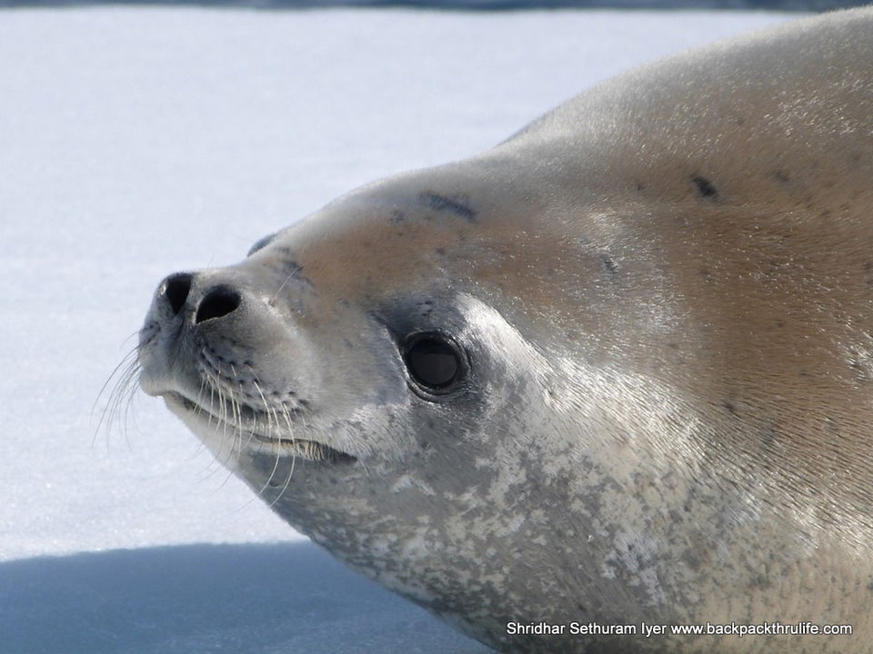 Photo of Antarctic Seal:Smelly Cuteness saved from extinction 15/182 by Shridhar Sethuram Iyer