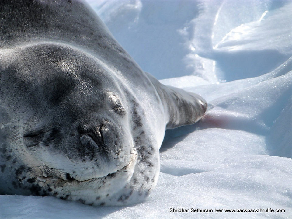 Photo of Antarctic Seal:Smelly Cuteness saved from extinction 16/182 by Shridhar Sethuram Iyer